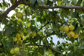 京白梨大量上市 今年原产地减产近五成图片