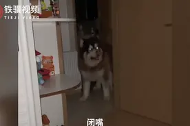 狗狗预感有地震试图叫醒主人，网友：人家叫你跑，你叫人家闭嘴图片