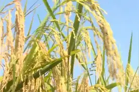 荆门“巨型稻”丰收：平均株高1.8米单株穗超300粒视频封面