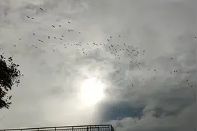 壮观！青华海夜鹭大迁徙图片