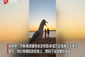 画风带偏！澳大利亚海鸥闯入情侣镜头 错位啄食男子头部图片