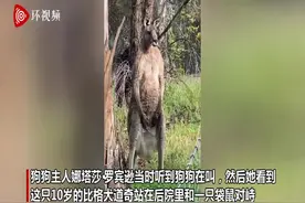 澳大利亚一家犬与肌肉袋鼠对峙20分钟 袋鼠朝其撒尿后离开图片