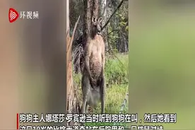 澳大利亚一家犬与肌肉袋鼠对峙20分钟 袋鼠朝其撒尿后离开图片