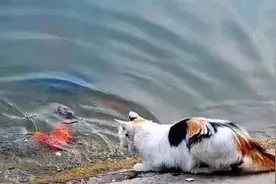 耐耐老师讲故事 |《贪心的小猫》图片