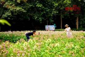 中秋节，柳州这个公园有12万株粉色醉蝶怒放！邀你赏月赏花图片