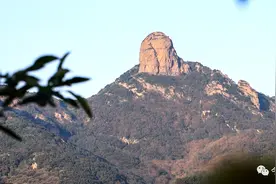 软枣猕猴桃你吃过吗？五莲这里就可以采摘！图片