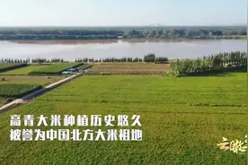 云瞰丰收-山东高青 | 盐碱地也迎大丰收 稻花飘香鱼正肥视频封面
