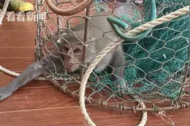 “泼猴”电厂里“惹是生非”还对消防员扮鬼脸图片