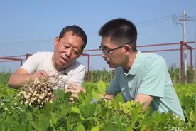 德州夏津：千余亩高油酸花生喜获丰收，小花生结出致富“金豆豆”图片