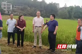 湖南省新型实用杂交水稻全程机械化制种技术观摩会在武冈举行图片