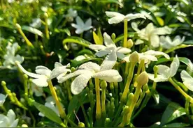 栀子，清热除烦的良药图片