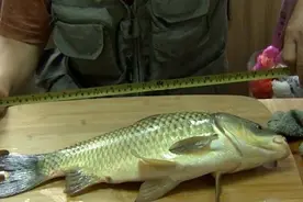 上海崇明 | 长约半米！钓鱼爱好者在崇明钓到“鲫鱼王”视频封面