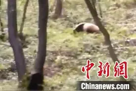 游客秦岭山路偶遇野生大熊猫 直呼“太幸运”图片