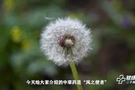 健康科普三千问｜甲状腺会感激你 小长假教你做蒲公英花茶图片