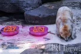 北极熊吃月饼，海底嫦娥奔月，武汉海昌花样庆中秋图片