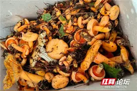 味道湖南丨这时节，湘西大山里枞菌泛滥，腊肉炖起隔屏飘香图片