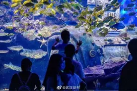 海底嫦娥奔月，北极熊吃200斤冰皮月饼，武汉海昌花样庆中秋图片