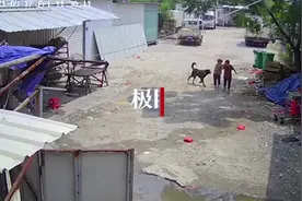 “漳州恶犬咬死老人”家属发声：很气愤狗还活着，未同意十多万元赔偿图片