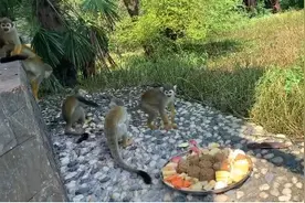 给猴儿们上“大餐”，中秋的味道好甜美图片