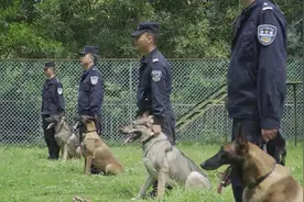 缉毒犬“飓风”屡立功，边检站应网友要求给它“加鸡腿”