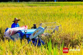 袁隆平杂交水稻科学园水稻现场测产 天泰优808可助农实现亩产上万元图片