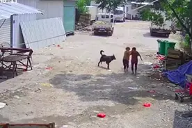 触目惊心！一老人路上被恶犬撕咬身亡，现场还有一个细节...图片