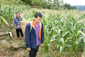 桐梓芭蕉：晚季糯玉米丰收啦图片