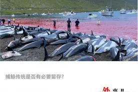 千余海豚被杀染红海岸，我们问了当地政府图片