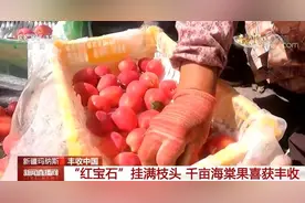 新疆玛纳斯：“红宝石”挂满枝头 千亩海棠果喜获丰收图片