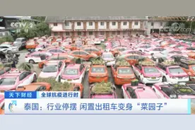 交不起“份子钱”！泰国出租车公司在车顶种菜、养田蛙维持生计……图片