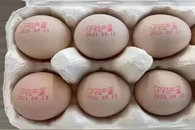 亚洲最大蛋鸡场在崇明产出“头窝蛋”，未来年产鸡蛋预计可达8亿枚图片