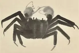 你问我爱蟹有多深 李白：螃蟹就酒 越喝越有图片