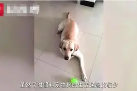 夫妻闹离婚，猫猫狗狗该归谁？图片