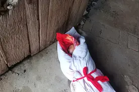 可怜！刚出生婴儿被丢弃 庆幸！被发现后已送医治疗图片
