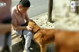 退役大哥与萌新交接！江苏首只导盲犬“壮壮”光荣退休图片