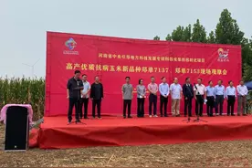 行走中原看三秋｜这里的玉米为啥高产又高价？图片