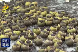 茶农赚外快 东水野生小山桔茶上市图片