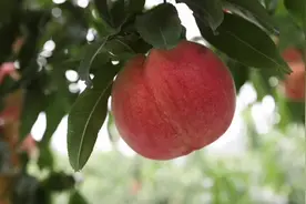 来自丰收一线的报道①跟记者一起摘桃啦！一颗蜜桃一斤半图片