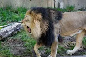 美国一动物园内，狮子老虎集体感染新冠图片