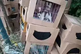 惨不忍睹！小区门口上百只奶猫奶狗哀嚎不止，有的已死亡…图片