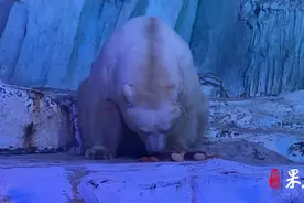 果然视频｜北极熊、北极狼中秋也吃月饼，它们吃的月饼你见过吗图片