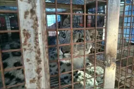 雪豹获救后疑被动物园圈养将展出 内蒙古林草局派工作组核查图片