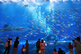 水中明月升 海洋动物陪你过中秋图片