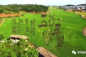 听那“稻花香里说丰年”，一起欣赏广西金色美景图片