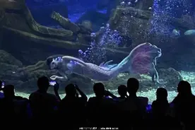 25岁女孩在杭州当美人鱼！刚开始连游泳都不会，最满足的是这一刻图片