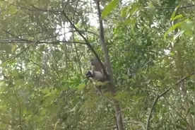 马来西亚一只小狗被野生猴子绑架带到树上 三天后成功获救图片