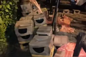 快递上百只宠物盲盒！有动物已死亡，中通：已报警图片