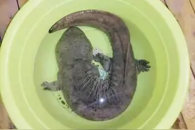 北京持续降雨，民警深夜接警：积水里有怪鱼……图片