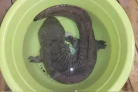 警探号丨深夜接警水中有“怪鱼”民警赶到发现竟是娃娃鱼图片