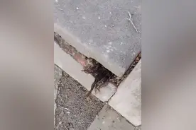 男子路过墓地 意外发现墓穴裂缝处有一团头发图片